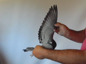 Pigeon image