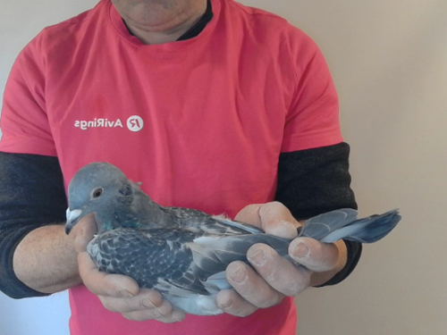 Pigeon image