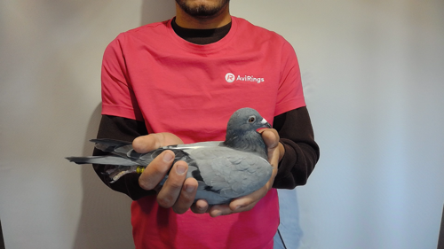 Pigeon image