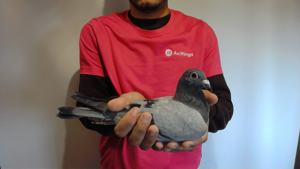 Pigeon image