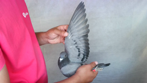 Pigeon image