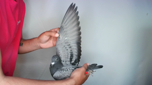Pigeon image
