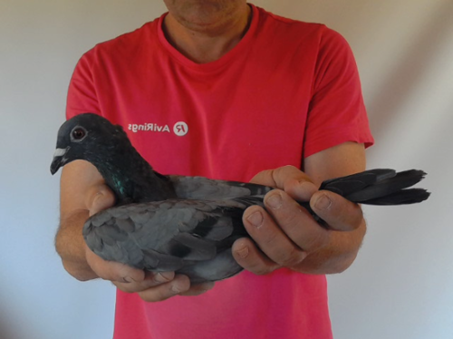 Pigeon image
