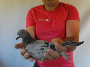 Pigeon image