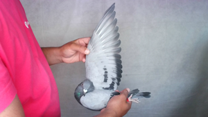 Pigeon image
