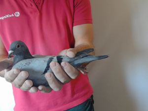 Pigeon image