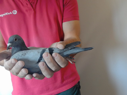 Pigeon image