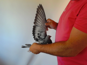 Pigeon image