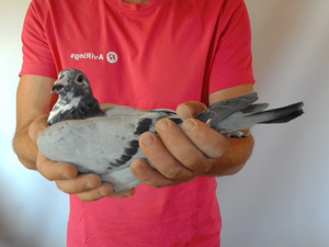 Pigeon image