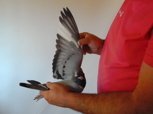 Pigeon image