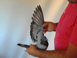 Pigeon image