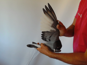Pigeon image