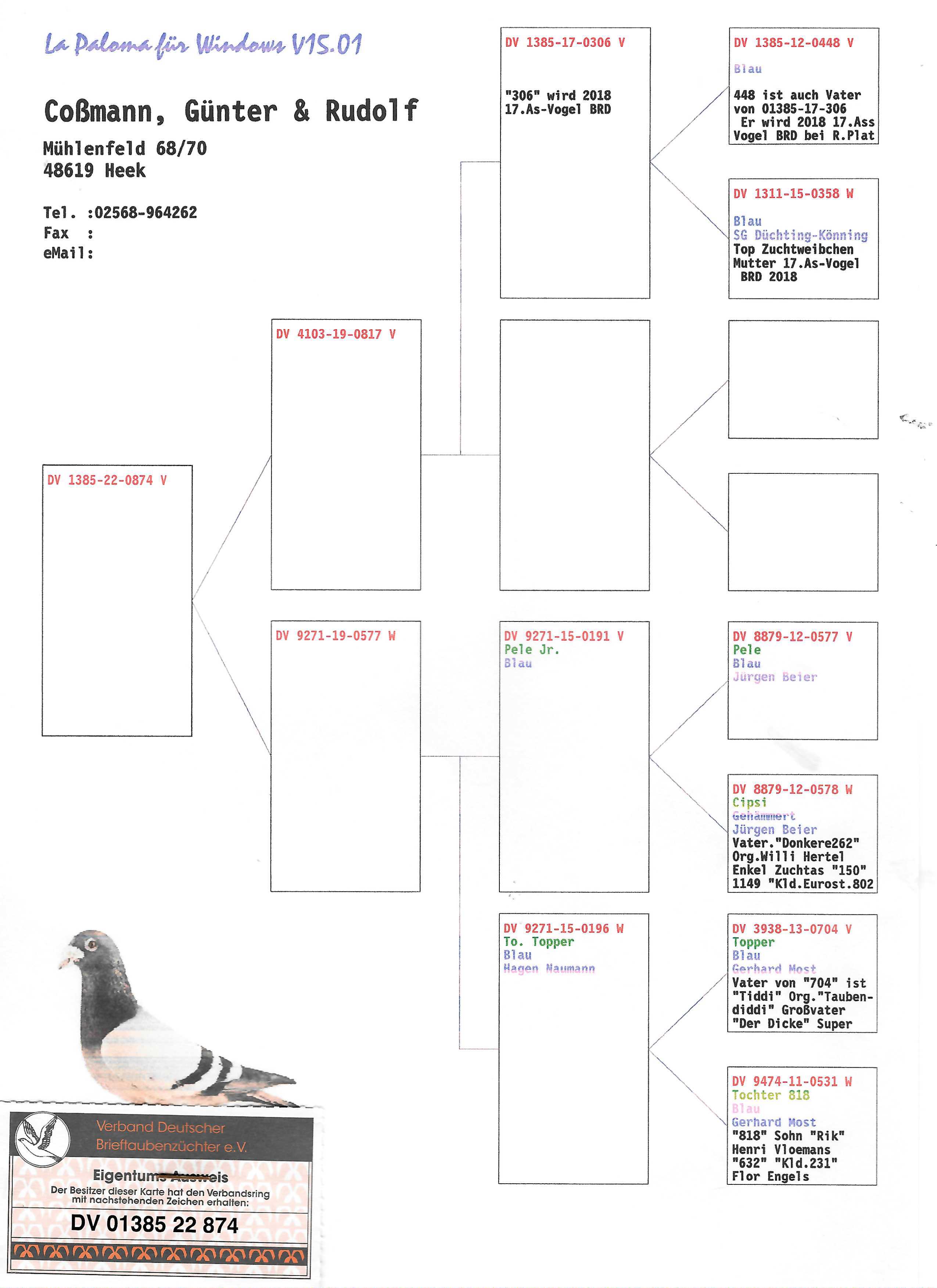 Pigeon pedigree image