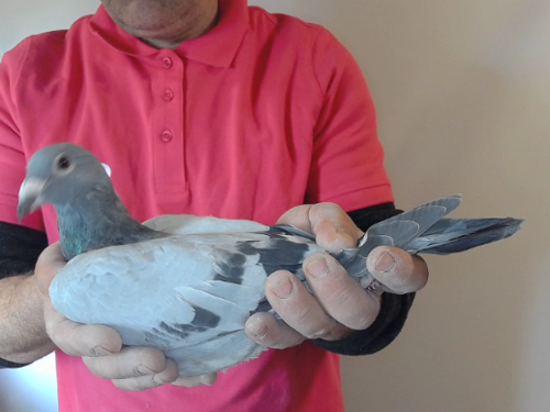 Pigeon image