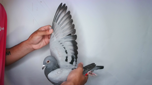 Pigeon image