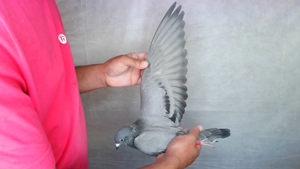 Pigeon image