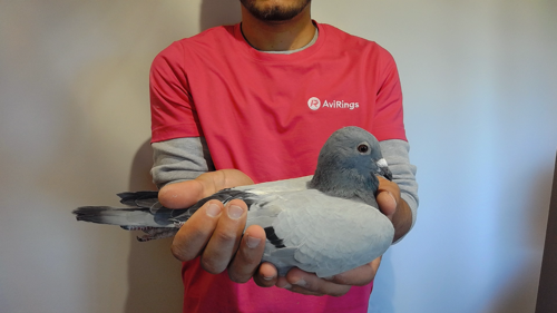 Pigeon image