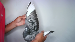 Pigeon image