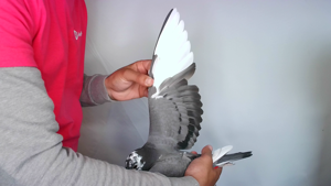 Pigeon image