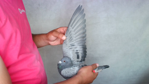 Pigeon image