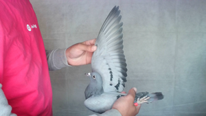 Pigeon image