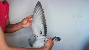 Pigeon image