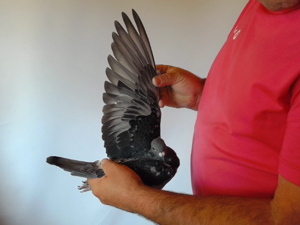 Pigeon image