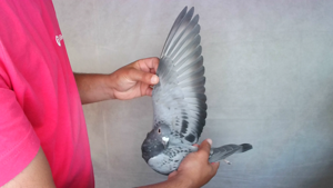 Pigeon image