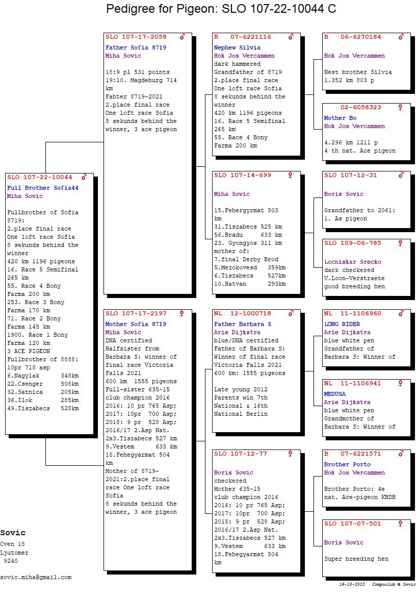 Pigeon pedigree image