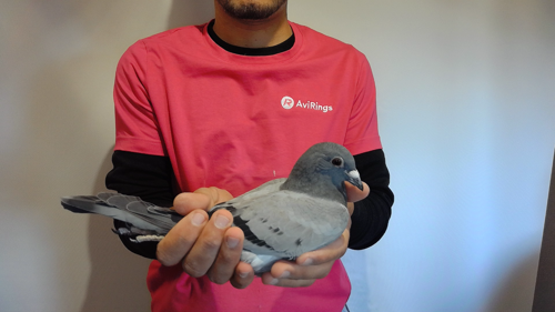 Pigeon image