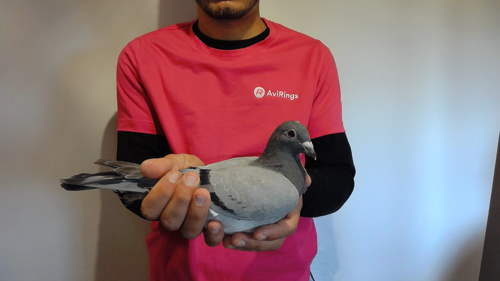 Pigeon image