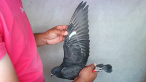 Pigeon image