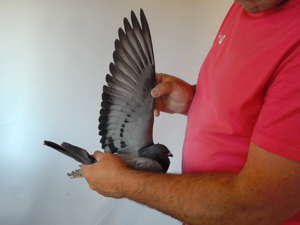 Pigeon image