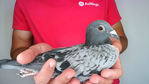 Pigeon image
