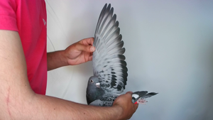 Pigeon image