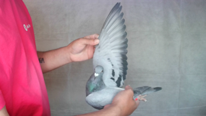 Pigeon image