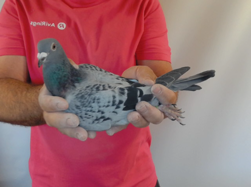 Pigeon image