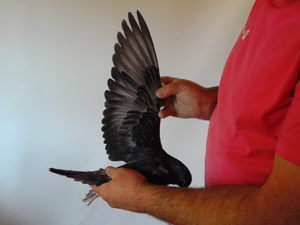 Pigeon image