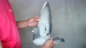 Pigeon image