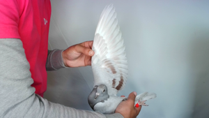 Pigeon image