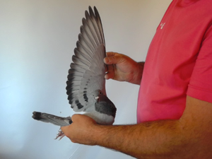 Pigeon image