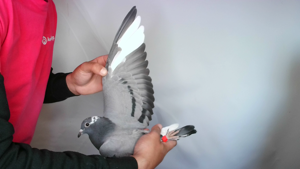 Pigeon image