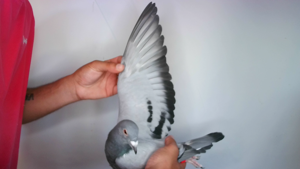 Pigeon image