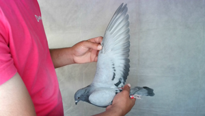 Pigeon image