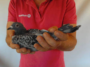 Pigeon image