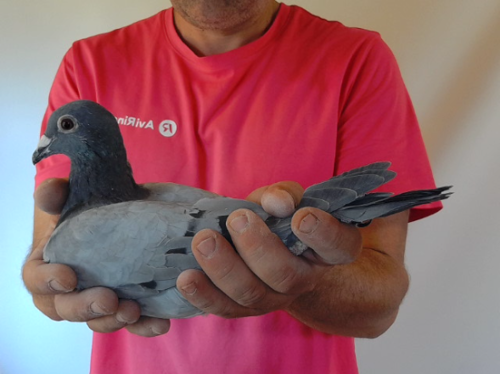 Pigeon image