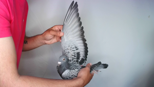 Pigeon image