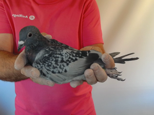 Pigeon image