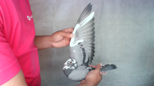 Pigeon image