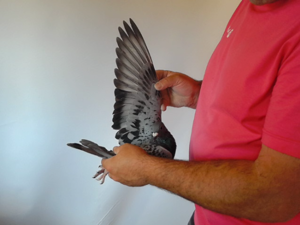 Pigeon image